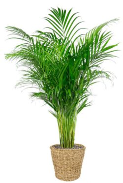 Areca Palme 140 cm
