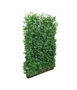 Efeuwand 250 cm