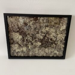 Moosbild 40 x 30 x 3 cm