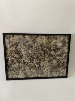 Moosbild 70 x 50 x 3 cm