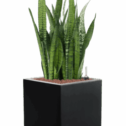 Argento Cube Black 40 x 40 x 40 / Preis a.A – Bild 3