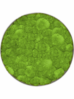 Moosbild Nova Frame Natural-concrete 100% Kugelmoos D 40 / Preis a.A