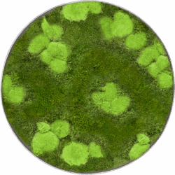 Moosbild Nova Frame Natural-concrete 30% Ball- und 70% Plattenmoos D 40 / Preis a.A