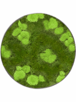 Moosbild Nova Frame Natural-concrete 30% Ball- und 70% Plattenmoos D 40 / Preis a.A