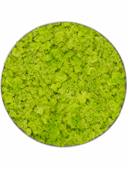 Moosbild Nova Frame Natural-concrete 100% Islandmoos Frühling grün D 40 / Preis a.A