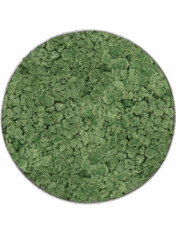 Moosbild Nova Frame Natural-concrete 100% Islandmoos Moosgrün D 40 / Preis a.A