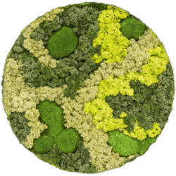 Moosbild Ecopanel 30% Kugelmoos 70% Islandmoos Mischung D 35 /  Preis a.A