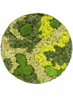 Moosbild Ecopanel 30% Kugelmoos 70% Islandmoos Mischung D 35 /  Preis a.A