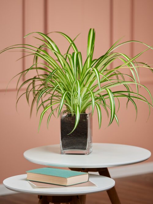 Grünlilie in Vase