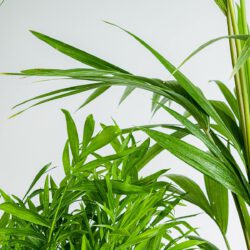 Palmen-Duo (Kentia-Palme, Chamaedorea elegant) – Bild 2