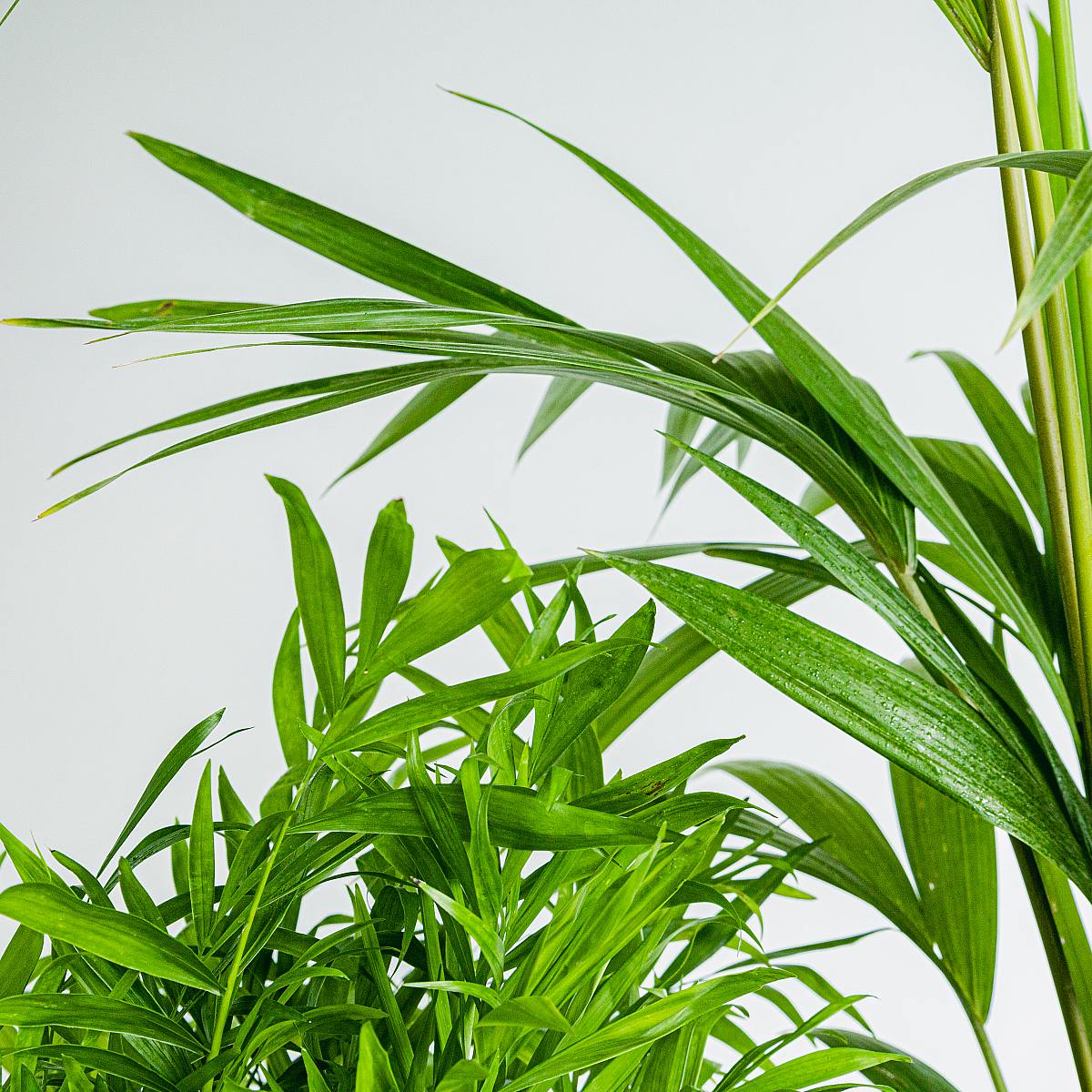 Palmen-Duo (Kentia-Palme, Chamaedorea elegant) – Bild 2