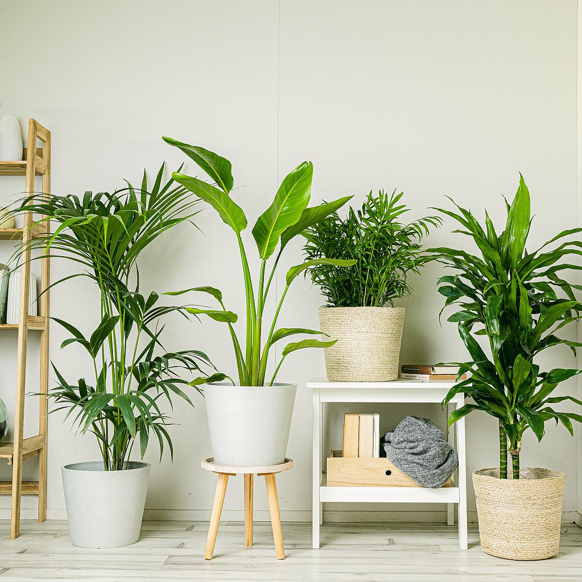 Tropen-Set (Töpfe enthalten) (Paradiesvogelblume - Strelitzia Augusta, , Brasilstamm / Dracaena Fragrans, Kentia-Palme, Chamaedorea elegant)