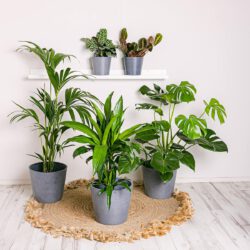 Setze produktive Pflanzen (Ctenanthe Burle Marxii, Brasilstamm / Dracaena Fragrans, Kentia-Palme, Maranta Tricolor - Blume des Gebets, Monstera Deliciosa)