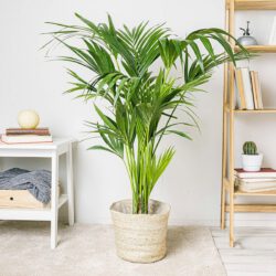 Palma Kentia - Paradiespalme