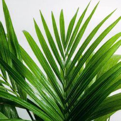 Kentia-Palme - Paradies-Palme – Bild 2