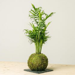 Kokedama Bergpalme