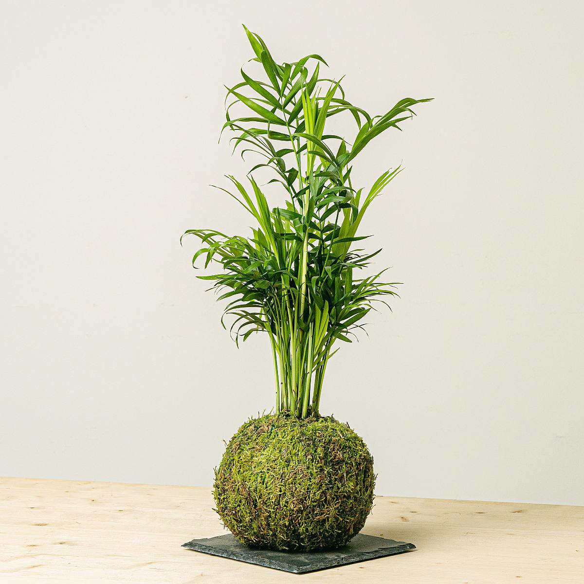Kokedama Bergpalme