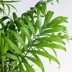Bergpalme - Zimmerpflanze – Bild 2