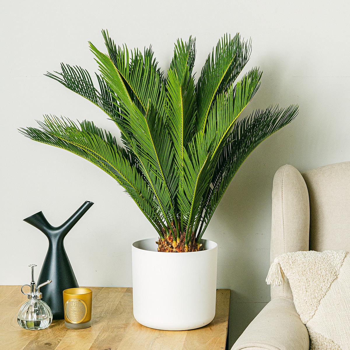 Cycas revoluta