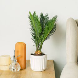 Cycas Revoluta - 40cm
