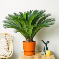 Cycas Revoluta - 100cm