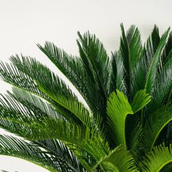 Cycas Revoluta - 100cm – Bild 2