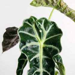 Alocasia amazonica – Bild 2