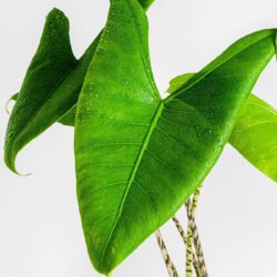 Alocasia Zebrina L – Bild 2