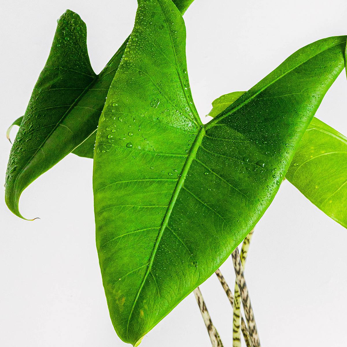 Alocasia Zebrina L – Bild 2