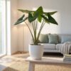 Alocasia Zebrina XL