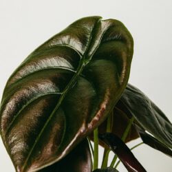 Alocasia cuprea rot geheim – Bild 2