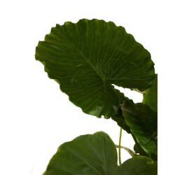 Alocasia Gageana – Bild 2