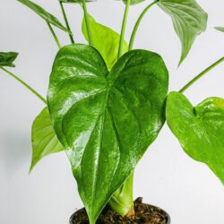 Elefantenohr Alocasia – Bild 2