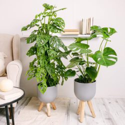 Duo Monstera (Monstera adansonii, Monstera Deliciosa)