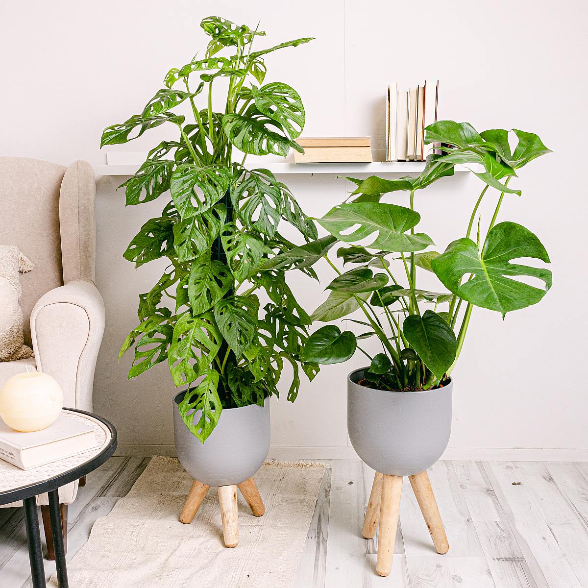 Duo Monstera (Monstera adansonii, Monstera Deliciosa)