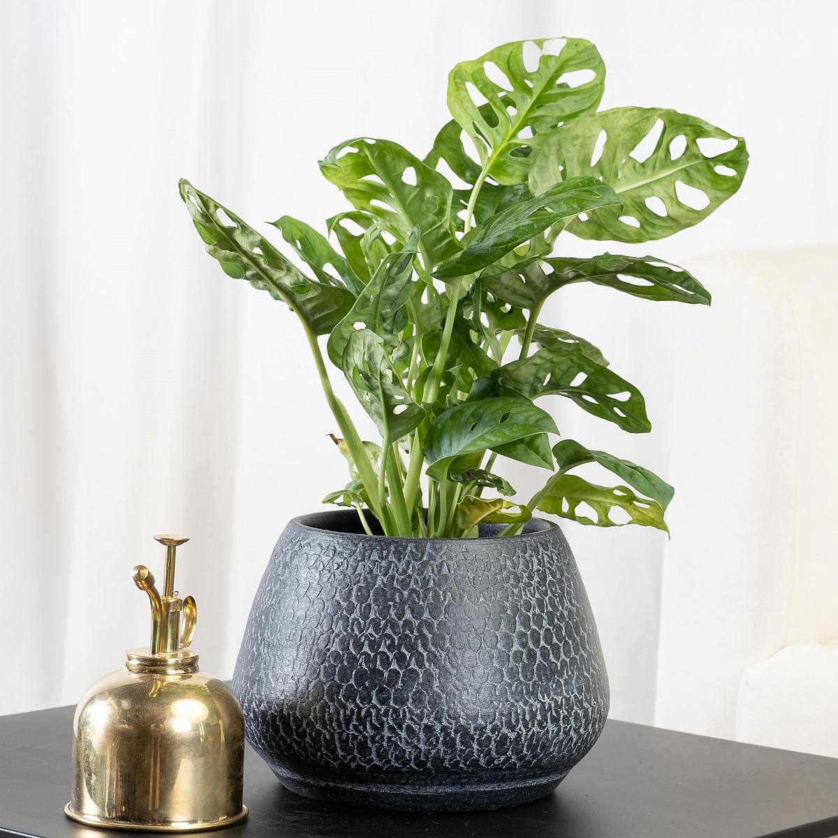 Monstera obliqua