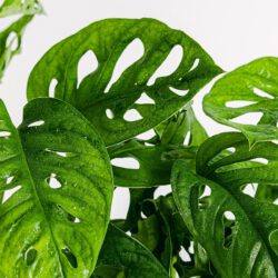 Monstera obliqua – Bild 2