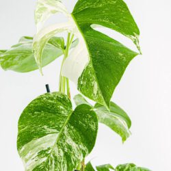 Monstera Variegata – Bild 2