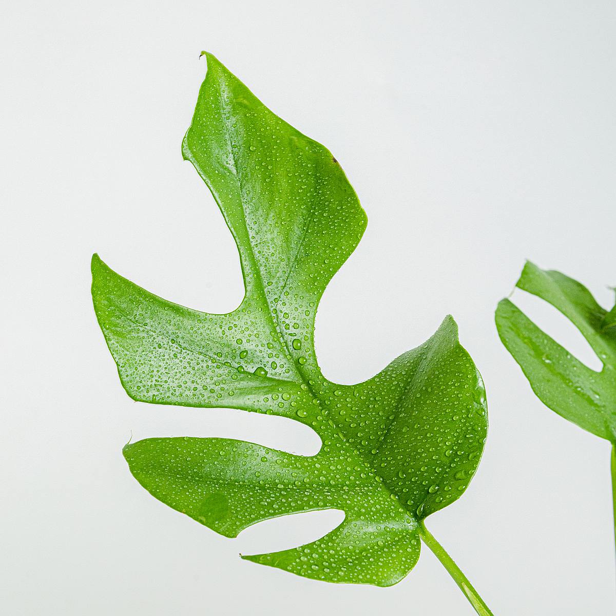 Monstera minima – Bild 2