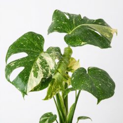 Monstera Thai Constellation – Bild 2