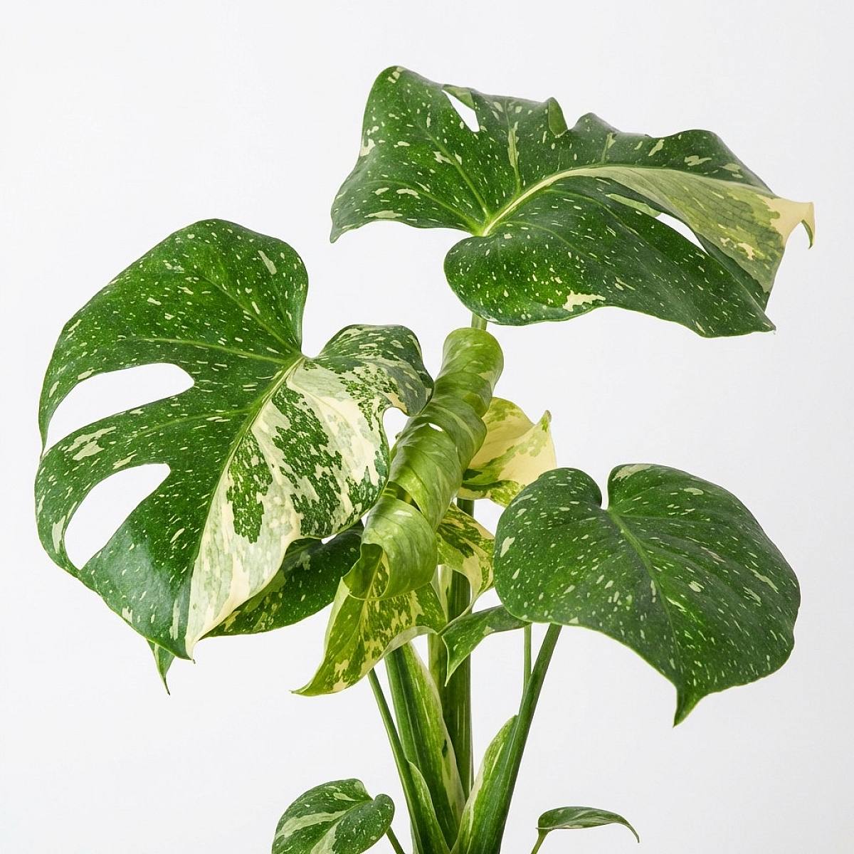 Monstera Thai Constellation – Bild 2
