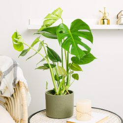 Monstera Deliciosa - Fensterblatt