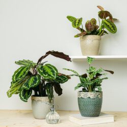 Trio von haustierfreundlichen Pflanzen (Ctenanthe Burle Marxii, Calathea-Medaillon, Maranta Tricolor - Blume des Gebets)