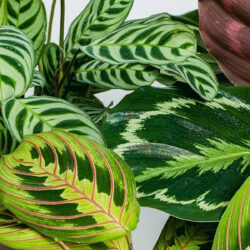 Trio von haustierfreundlichen Pflanzen (Ctenanthe Burle Marxii, Calathea-Medaillon, Maranta Tricolor - Blume des Gebets) – Bild 2
