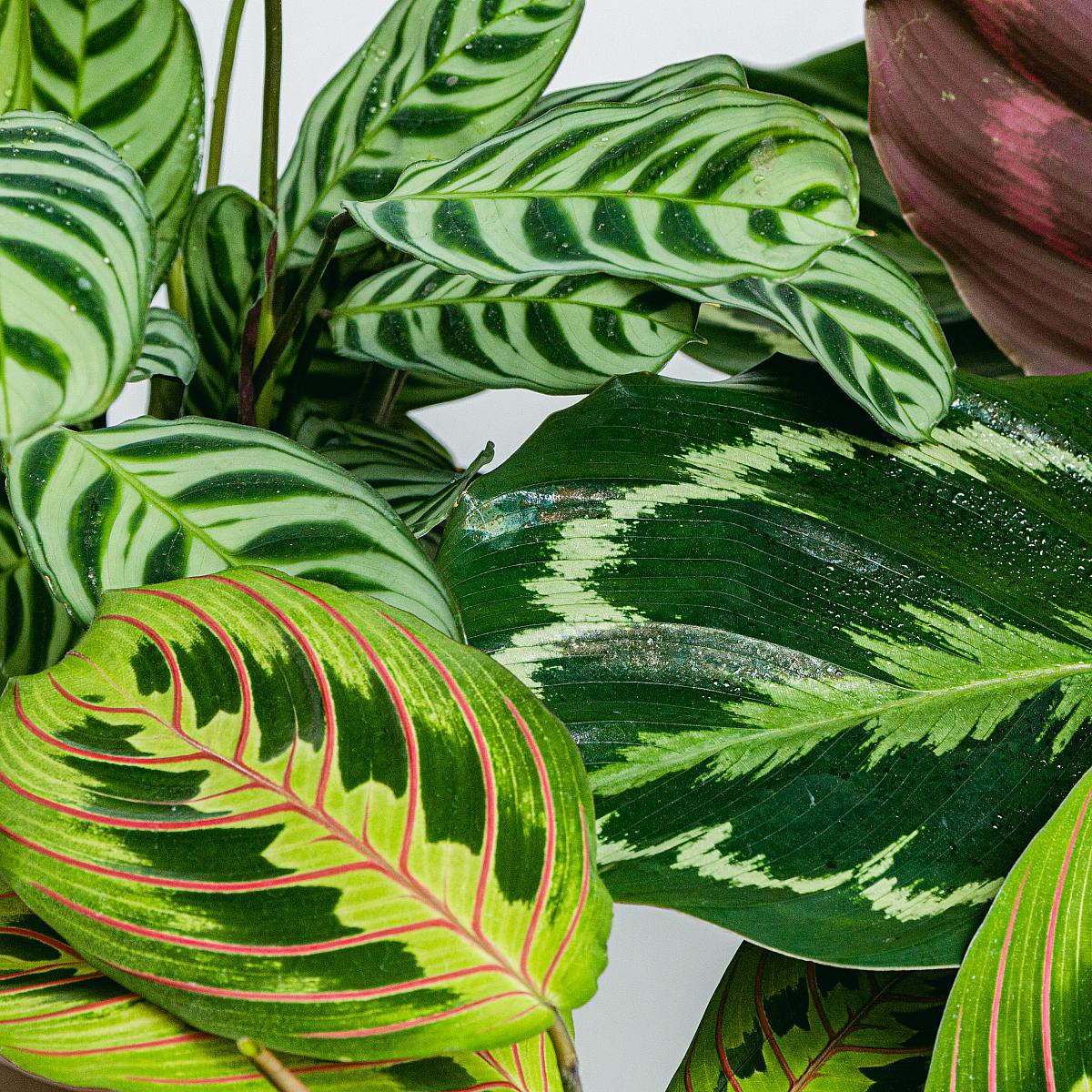 Trio von haustierfreundlichen Pflanzen (Ctenanthe Burle Marxii, Calathea-Medaillon, Maranta Tricolor - Blume des Gebets) – Bild 2