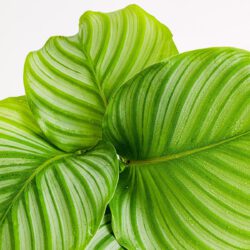 Rundblättrige Glockenblume (Calathea orbifolia) – Bild 2