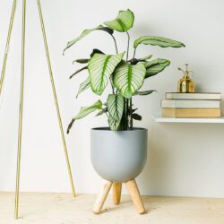 Calathea Weißer Stern