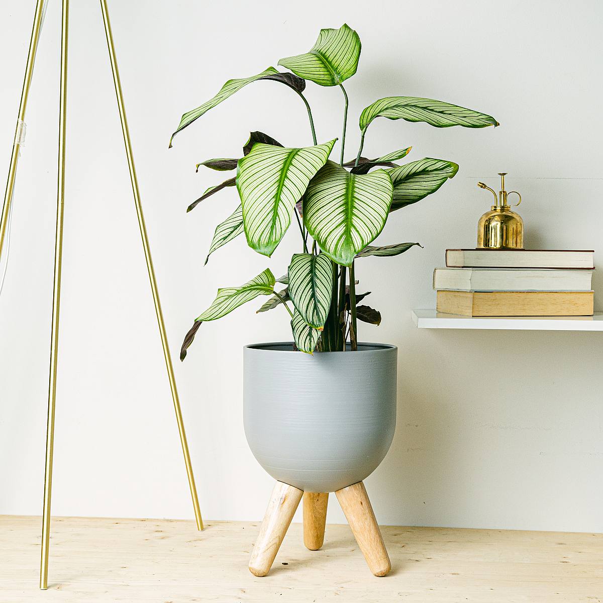 Calathea Weißer Stern