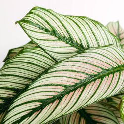 Calathea Weißer Stern – Bild 2