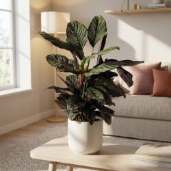 Zierkaktus (Calathea)
